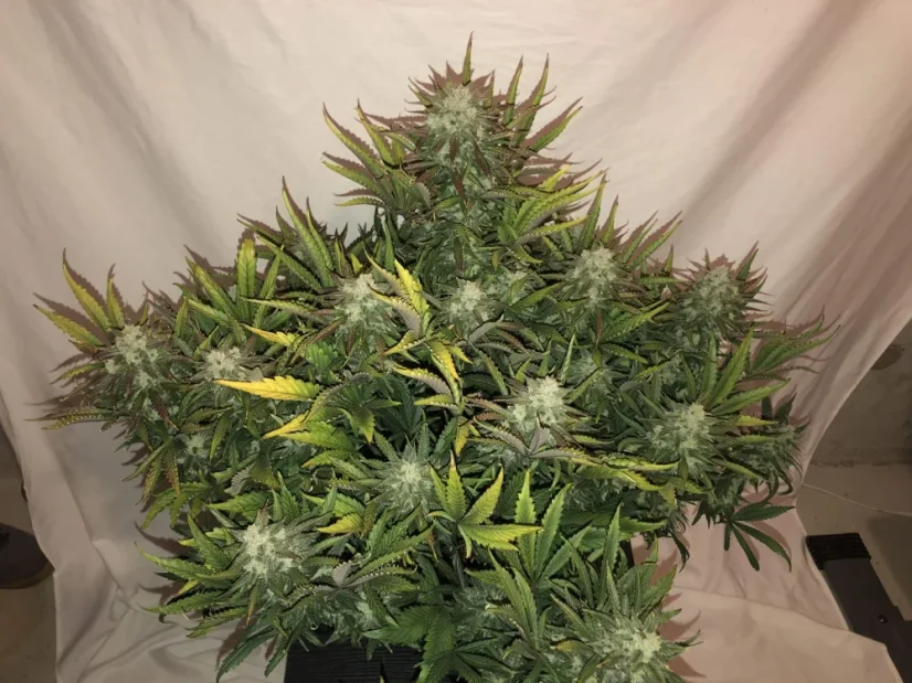 Fast Buds Sjemenke konoplje Gorilla Auto