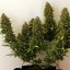 Royal Queen Seeds Семена от канабис Royal Bluematic Auto