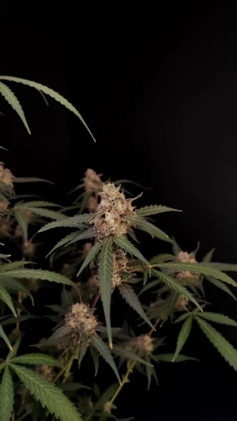 Semințe de Cannabis Fast Buds AK Auto