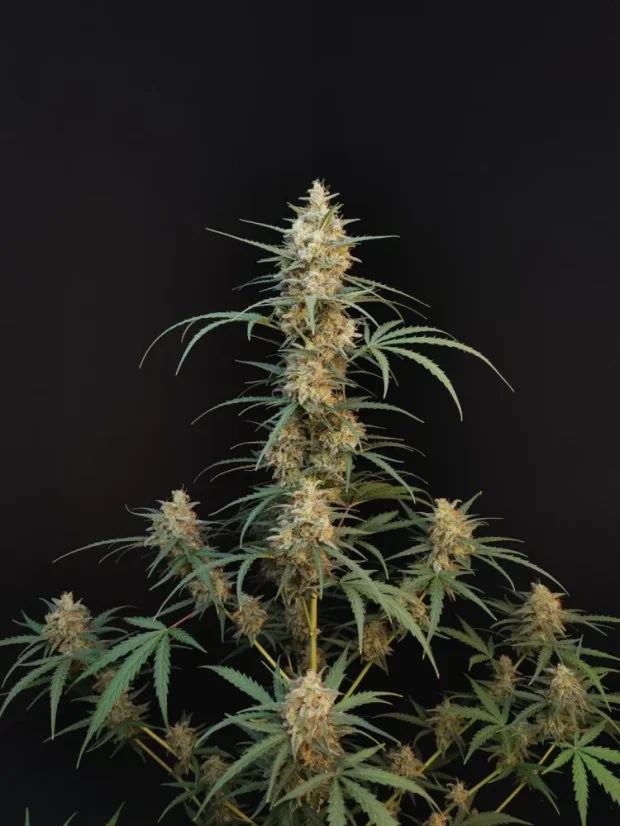 Fast Buds Sjemenke Kanabisa Chemdawg Auto