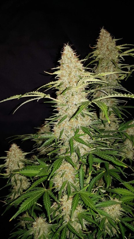 Fast Buds Насіння канабісу Jack Herer Auto
