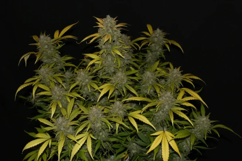 Fast Buds Biji Ganja Gelato Otomatis