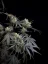 Fast Buds Насіння канабісу Pound Cake Auto
