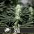 Blimburn Seeds Cannabis Seeds Sour Diesel Nőiesített