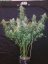 Semințe de Cannabis Fast Buds Six Shooter Auto