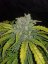 Fast Buds Cannabis Seeds CBD Crack Auto