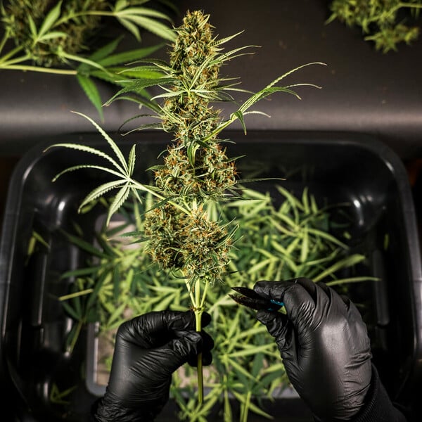 Royal Queen Seeds Seminte de canabis Hulkberry Auto