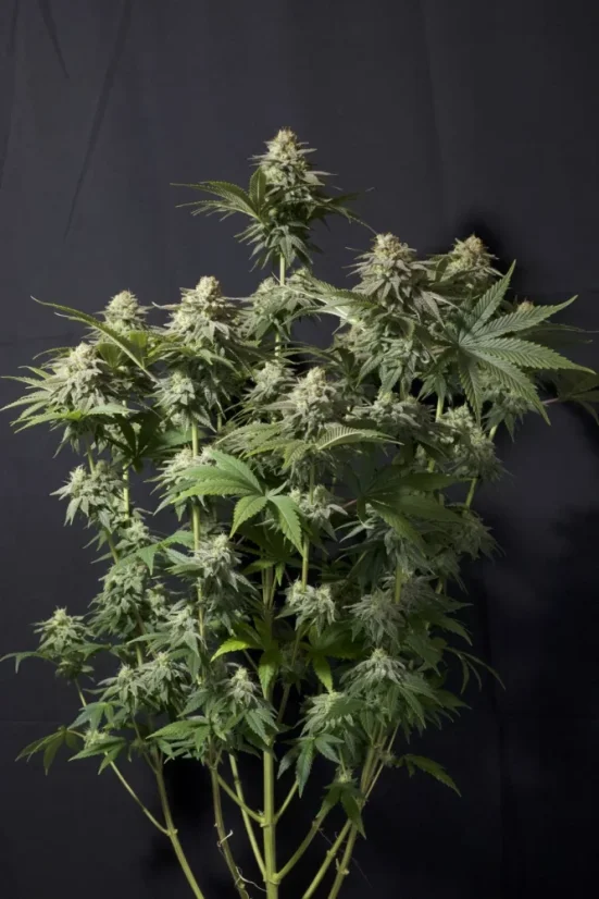 Fast Buds Sjemenke kanabisa Narančasti šerbet FF
