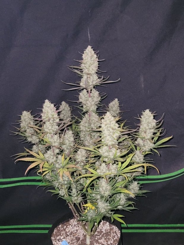 Fast Buds Biji Ganja Kue Tropicana Otomatis