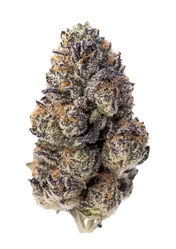 Fast Buds Semințe de canabis Papaya Sherbet Feminizate