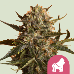 Royal Queen Seeds Semințe de canabis Mother Gorilla (fostă Royal Madre) feminizate