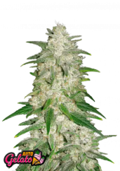 Fast Buds Sjemenke konoplje Gelato Auto