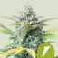 Royal Queen Seeds Semințe de canabis Quick One Auto