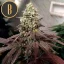 Blimburn Seeds Cannabis Seeds Zombie Death Fuck Feminized