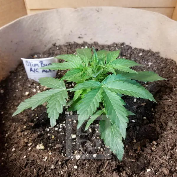 Blimburn Seeds Cannabis Seeds AK Auto