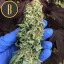 Blimburn Seeds Cannabisfrø BC Diesel feminiseret
