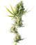 Sensi Seeds Seminte de canabis Durban® feminizate, 3-10 buc