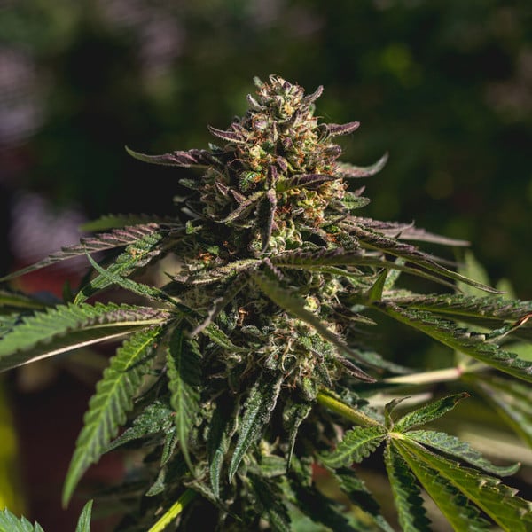 Royal Queen Seeds Seminte de canabis Gelato de nunta feminizat
