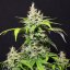 Doctor´s Choice Семена DC Cure 1:1 Auto Feminized