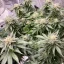 Blimburn Seeds Hanfsamen Girl Scout Cookies Feminisiert