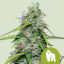 Royal Queen Seeds Seminte de canabis Royal Gorilla Auto
