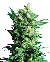 Sensi Seeds Cannabis Shiva Shanti II® Regular, 10 pz.