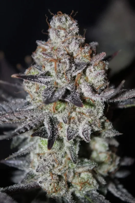 Fast Buds Sjemenke konoplje Tropicana Cookies FF