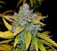 Fast Buds Cannabis Seeds Blue Dream Auto