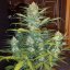 Fast Buds Cannabis Seeds West Coast O.G. Auto