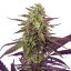 Royal Queen Seeds Seminte de canabis Lapte de cereale feminizate