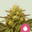 Royal Queen Seeds Seminte de canabis Royal Domina feminizate