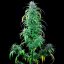 Royal Queen Seeds Semințe de canabis Critical Kush feminizate