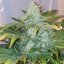 Silent Seeds Seminte de canabis clasice Critical Mango feminizate