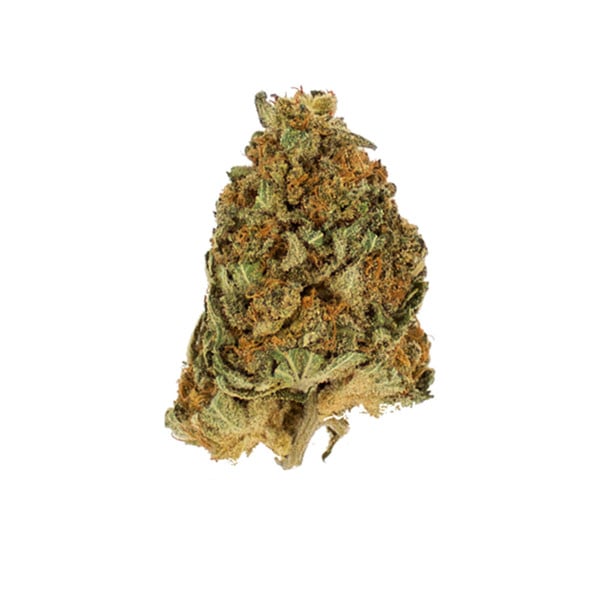 Royal Queen Seeds Seminte de canabis Northern Light feminizate
