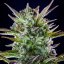 Royal Queen Seeds Seminte de canabis Pineapple Kush feminizate