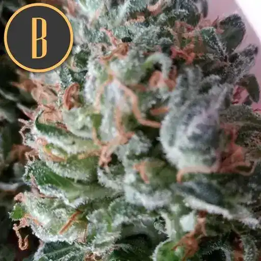 Blimburn Seeds Cannabis Seeds Green Crack Nőiesített