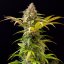 Doctor´s Choice Seeds Lowryder feminizate (IBL) Auto Feminizate