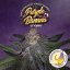 T.H.Seeds™ Seminte de canabis Purple Banana Cream, 6+1 Pachet special, feminizat