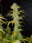 Fast Buds Biji Ganja Blue Dream Auto