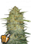 Fast Buds sjemenke konoplje OG Kush Auto