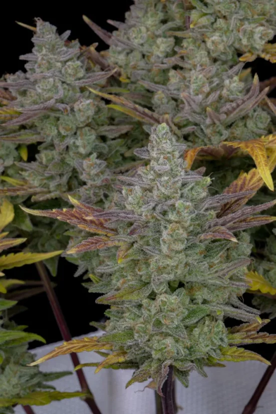 Fast Buds Sjemenke konoplje Gorilla Cookies Auto