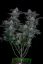 Fast Buds Sjemenke kanabisa Gorilla Cookies FF