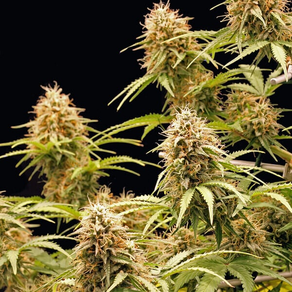 Royal Queen Seeds Semillas de cannabis Amnesia Haze Auto
