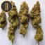 Blimburn Seeds Sjemenke konoplje OG Kush Feminized