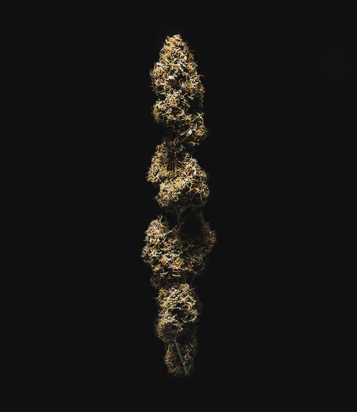 Royal Queen Seeds Seminte de canabis Watermelon Auto