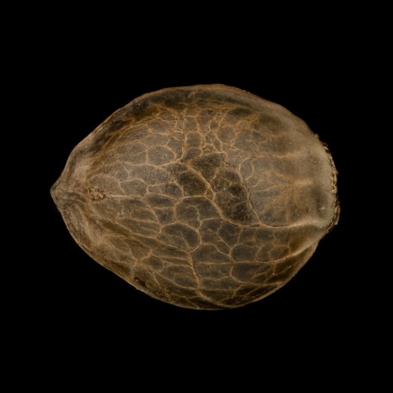 Silent Seeds Seminte clasice de canabis Moby Dick feminizate