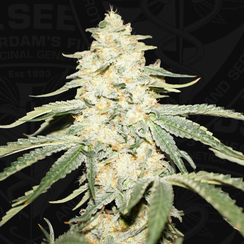 T.H.Seeds™ Cannabisfrø Wy-Kiki, 6+1 specialpakke, feminiseret