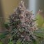 Royal Queen Seeds Seminte de canabis Purple Queen feminizate