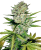 Sensi Seeds Semena konoplje Super Skunk Automatic Feminized by White Label, 3-10 kos