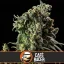 Blimburn Seeds Cannabis Seeds Cafe Racer Feminiseret